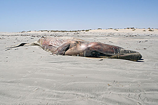 灰鲸,畜体,海滩,下加利福尼亚州,墨西哥