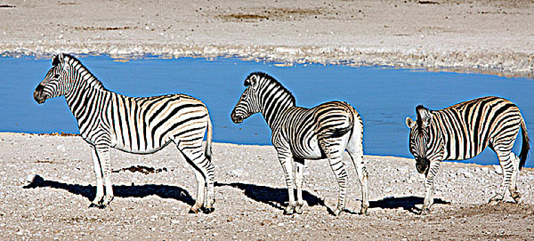 纳米比亚,埃托沙国家公园,斑马