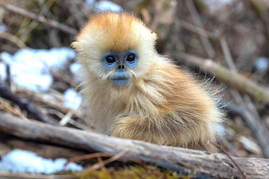 金丝猴图片