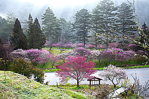 照片,花,树