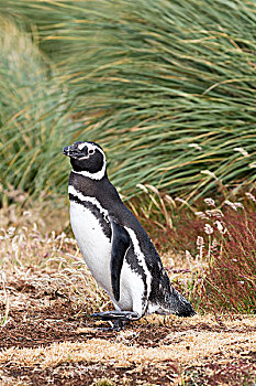 麦哲伦企鹅,小蓝企鹅,特色,草丛,草,环境,南美,福克兰群岛