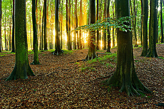 光线,阳光,自然,山毛榉,树林,雅斯蒙德国家公园,梅克伦堡前波莫瑞州,德国,欧洲