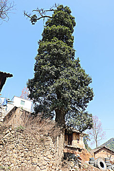 百年古树姜子,姜子树,百年,古树,植物,树,乡村,纪实,风光,自然,陶泽祥摄