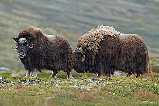麝牛,雄性动物,检查,雌性,国家公园,挪威,欧洲