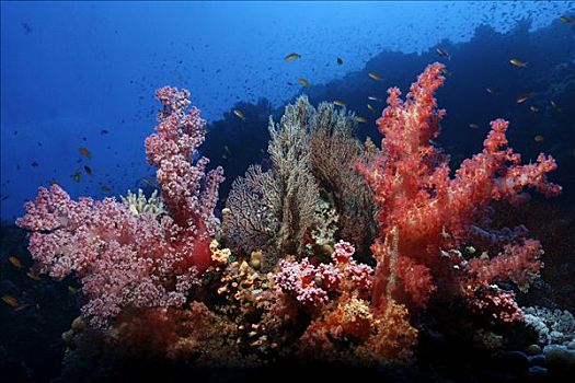 珊瑚礁,华美,红色,软珊瑚,海洋,许多,小,礁石,鱼,兄弟群岛,红海,埃及,非洲