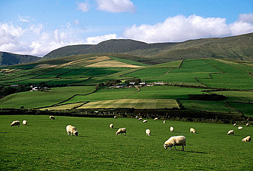 丁格尔半岛,凯瑞郡,爱尔兰,绵羊