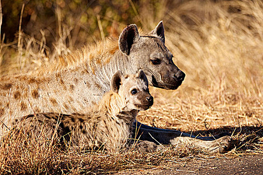 幼兽,斑鬣狗,旁侧,克鲁格国家公园,南非,非洲