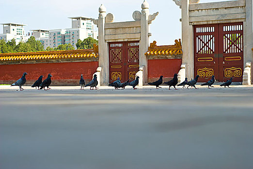 中国北京地坛里的鸽子群