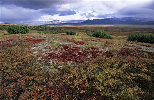 阿拉斯加,德纳里峰国家公园,彩色,秋天,苔原,阿拉斯加山脉,远景