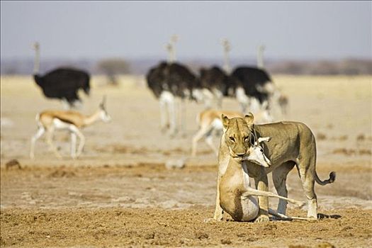 狮子,雌狮,杀死,跳羚,马卡迪卡迪盐沼,国家公园,博茨瓦纳,非洲