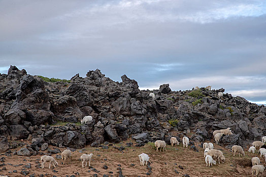 内蒙古火山里的羊群