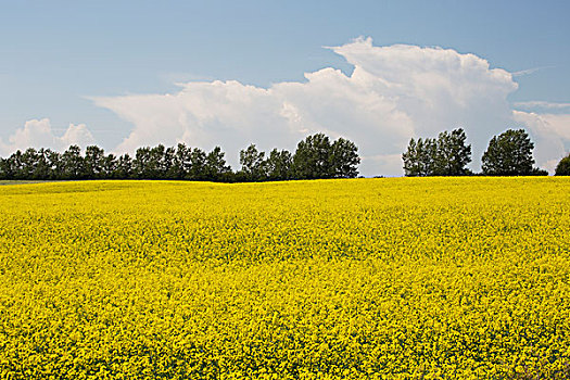 花,油菜地,排,树,蓝天,大,乌云,背景,艾伯塔省,加拿大