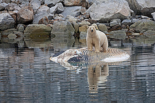 北极熊,成年,喂食,腐食,死,鳍鲸,长须鲸,畜体,漂浮,斯匹次卑尔根岛,斯瓦尔巴特群岛,北极