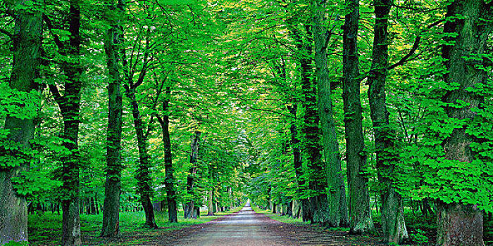 树,道路,树林