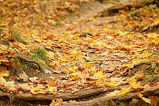 林中小径,根部,遮盖,秋叶,十月