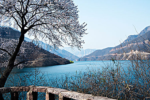 太行山,杏花,水库