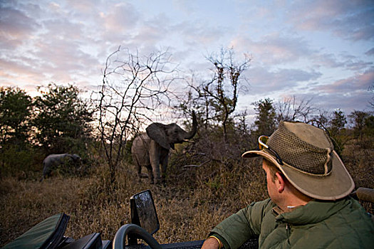 注视,非洲象,狩猎小屋,南非