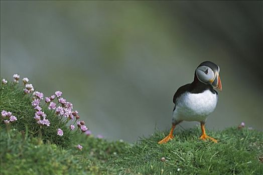 大西洋角嘴海雀,北极,满,饲养,彩色,海洋,海石竹,边缘,设得兰群岛,英国