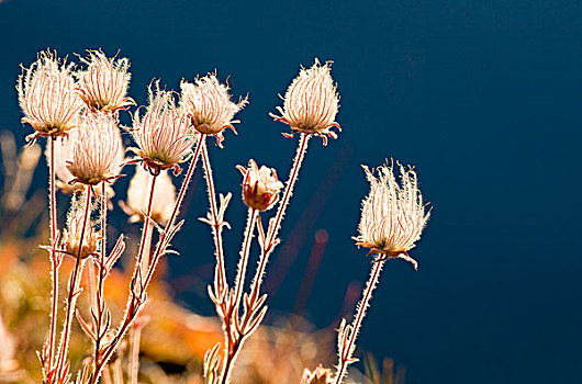 草原,烟,野花,水,背景,冰川国家公园,蒙大拿
