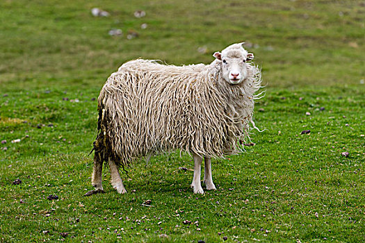 绵羊,法罗群岛,丹麦,欧洲