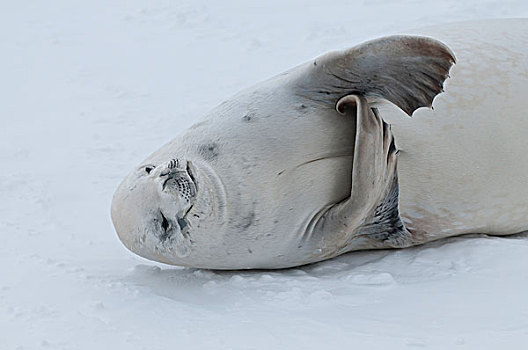 食蝦海豹,食蟹海豹,挠,迅速,冰,声音,威德尔海,南极