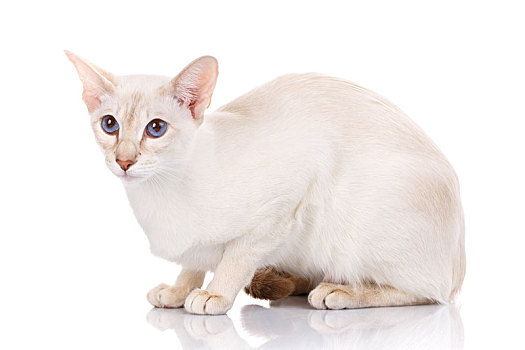 白色,猫,大耳朵,蓝眼睛,卧,隔绝