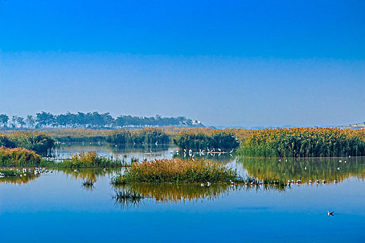 沙湖湿地景观