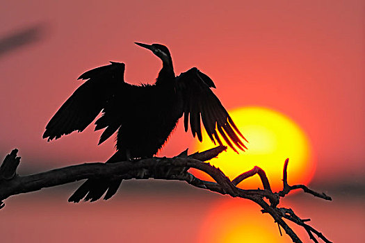 非洲,美洲蛇鸟,日落,乔贝国家公园,博茨瓦纳