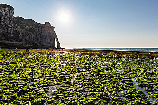 绿色,海藻,遮盖,海滩,正面,薪水,上诺曼底大区,法国