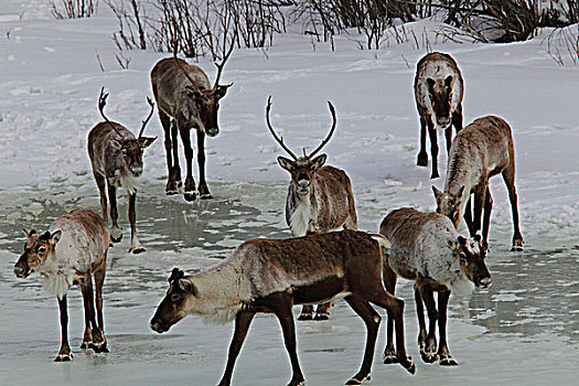 北美驯鹿,豪猪,戴珀斯特公路,育空地区,加拿大