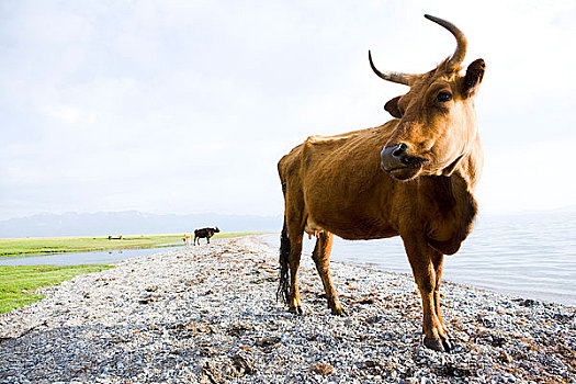 新疆伊犁地区－赛里木湖和牛