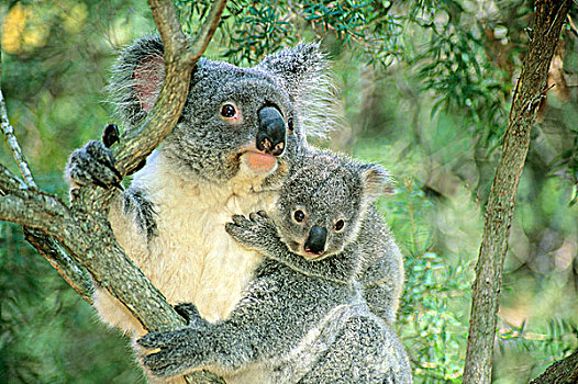 母兽,树袋熊,老,幼兽,布里斯班,澳大利亚