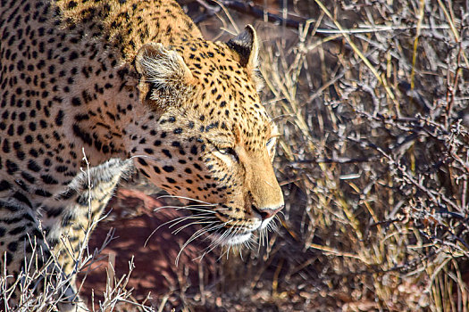 豹,纳米比亚