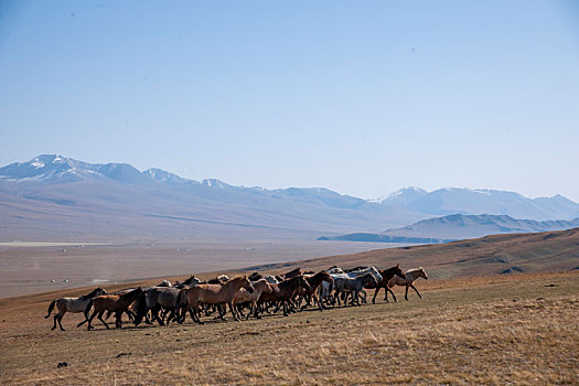 巴音布鲁克草原通天河牧区的马群