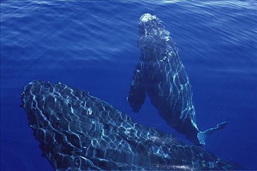 驼背鲸,大翅鲸属,鲸鱼,母牛,幼兽,风景,水面,毛伊岛,夏威夷,提示,照相