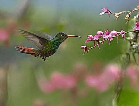 花,花蜜,哥斯达黎加