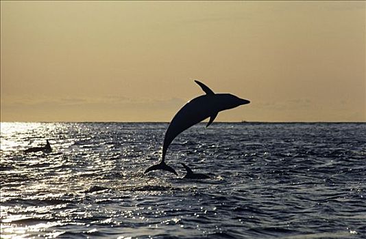暗黑斑纹海豚,乌色海豚,日出,新西兰