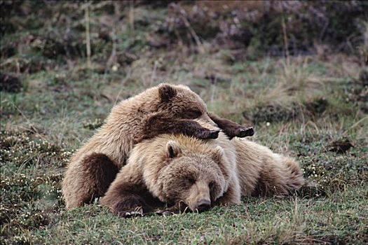 大灰熊,棕熊,睡觉,德纳利国家公园和自然保护区,阿拉斯加