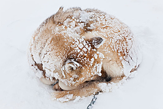 俯拍,哈士奇犬,积雪,毛皮,卷曲,向上,地上