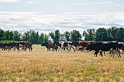 母牛,黑白,褐色,牧场