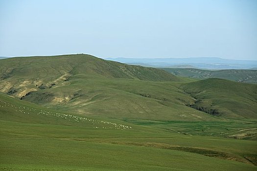 山羊,草地,内蒙古,中国