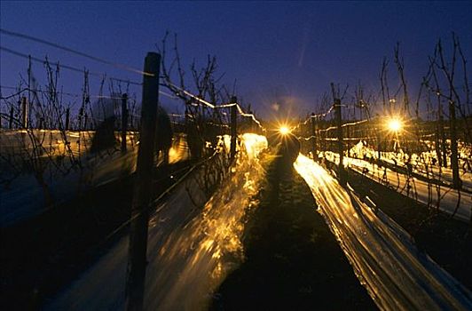 挑选,葡萄,冰酒,夜晚,莱茵高地区,德国