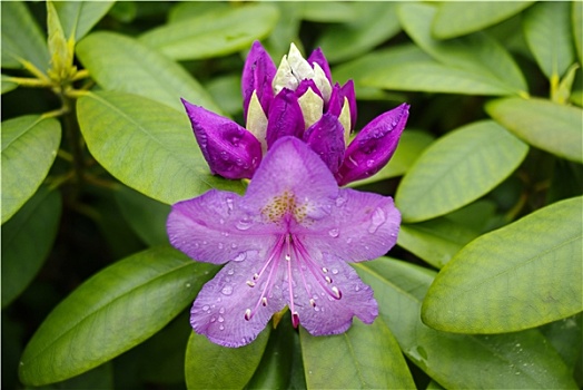 杜鹃花属植物