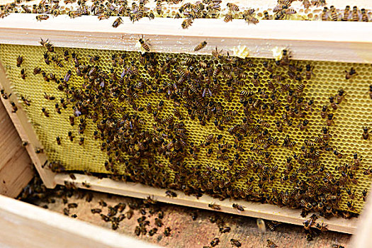 蜜蜂养殖取蜂蜜