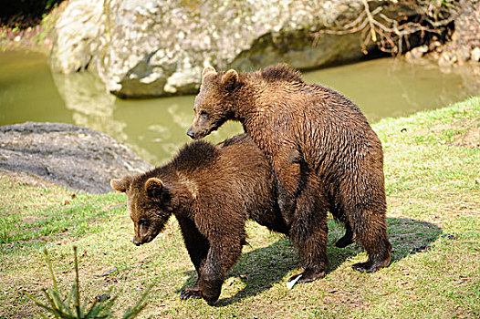 幼兽,棕熊,巴伐利亚森林国家公园,德国