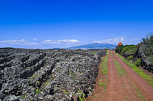 亚速尔群岛,葡萄牙,火山岩,葡萄园,法亚尔,远景