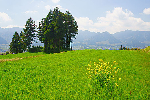 油菜,花,盛开,草丛,地点