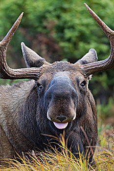 驼鹿,电线,嘴,楚加奇州立公园,阿拉斯加,秋天