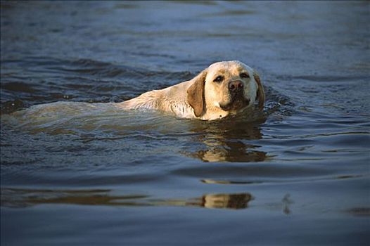 黄色拉布拉多犬,狗,成年,游泳,水中