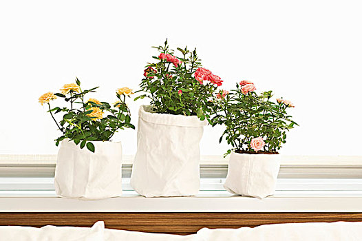 diy,种植器皿,盆栽,玫瑰,白色,布,包
